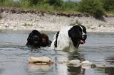 TERRE NEUVE & LANDSEER 086